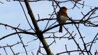 De Zuidduinen Berkheide bij Katwijk 2016 [upl. by Elvis353]