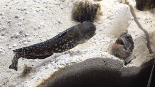 Two Fish Fight by Spitting Sand on Each Other LOL [upl. by Yerffoej]