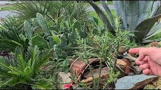 Garden Update AUG24 Tropical Storm Debby [upl. by Attikram208]