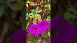 achimenes plant kerala garden ideas youtubeshorts gardening  shorts feed  shorts viral [upl. by Keller]