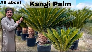 Kangi Palm  Sago Palm  How to Grow Care Watering and Propagate by seeds or by cuttings  Palm 🌴 [upl. by Francoise233]