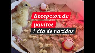 Recepción de Pavitos  guajolotes de un día de nacidos 3 [upl. by Ynohtnaluap]