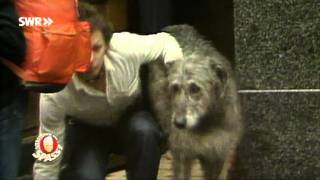 Der vertauschte Hund Klassiker von 1980  Verstehen Sie Spaß [upl. by Borras]