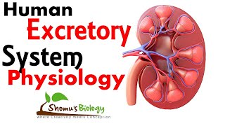 Human excretory system physiology [upl. by Alrad796]