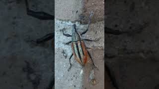 Citrus Root Weevil crawls along corner of wall [upl. by Assila756]