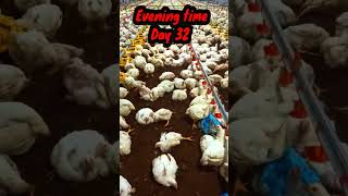 poultry farming day 32 manegment 🐔🍗poultry boiler ec poultry farm nudhir poutry short video [upl. by Assilac31]