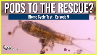 EP 9 The Best Way to Wipe Out Reef Tank Uglies Can Copepods Solve the Problem Before They Start [upl. by Frentz864]