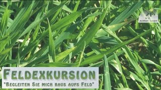 25 Feldexkursion Welches Insekt springt im Getreidefeld herum  NU Agrar 30092015 [upl. by Nylsirk931]