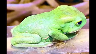 ソバージュネコメガエル Waxy monkey leaf frog Phyllomedusa sauvagii [upl. by Rahsab]