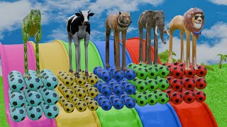 Long Slide Game With Lion Gorilla Buffalo Hippopotamus Tiger  3d Animal Game  Funny 3d Animals [upl. by Daria]