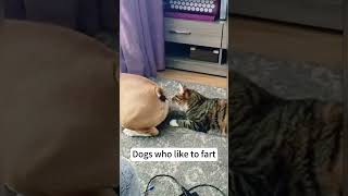 When the family dog loves to fart dog funny [upl. by Keiryt]