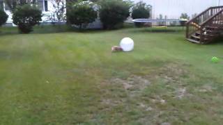 Lilu Red Heeler Herding Ball at 10 Weeks [upl. by Llewop]