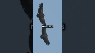 Eagle vs Vulture Who wins ytshorts birds eagles voltures facts [upl. by Otsugua963]