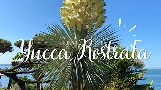 Yucca rostrata  The Beaked Yucca [upl. by Gwyneth286]