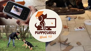 Online puppycursus week 13  Hond slopen afleren [upl. by Paff]