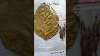 Ficus benghalensis  Herbarium Sheet  National Tree Of India  Banyan tree Banyan Fig Vatvruksha [upl. by Eronaele]