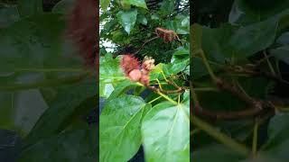 Achuete Bixa Orellanabeauty nature healthgardenrecipes [upl. by Larkin]