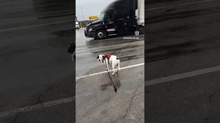 Off leash training  Part 2 truckertails americanbully primeinc offleashdogtraining dog [upl. by Paradies268]