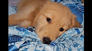 😱SEMMA இடி😱NIGHT130🌌🌩simba THUNGALA😔😒doglover goldenretriever [upl. by Charters]