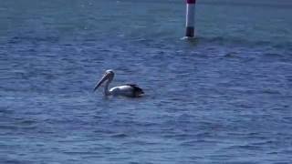 Cruising Pelican Wallarah Peace Park Gorokan  NSW Australia [upl. by Ecirtap]