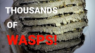 MASSIVE Yellow Jacket Nest INFESTATION  Wasp Nest Removal  Thousands Of Wasps [upl. by Burkle]