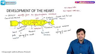 20 Development Of Heart  Embryology [upl. by Nivla]