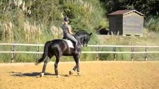 Rieko 13 yo GP gelding training [upl. by Htabazile146]