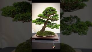 Hinoki Cypress bonsai bonsai bonsaitree bonsaishow bonsaitrees bonsais bonsaiart bonsailife [upl. by Afira429]