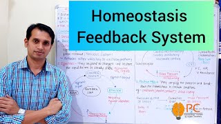 Homeostasis Components and Feedback Mechanism of Cellular Homeostasis [upl. by Aihsaei]