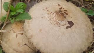 Poisonous Chlorophyllum molybdites recorded by Devesh Naik [upl. by Bonaparte689]