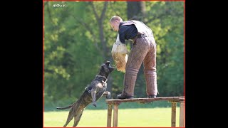 Yacanta de la Arena Schutzhund Schutzdienst IPO alano Protection Presa Canario Dogo Canario AVD eV [upl. by Sykes]