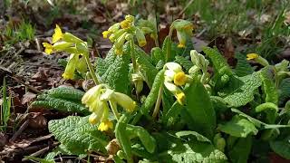 Cowslip A Visual Delight of Its Fragrant and Cheerful Spring Blooms [upl. by Enaira]