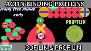 Actin Binding Proteins  Cofilin amp Profilin  Accessory Proteins Of Actin Cytoskeleton [upl. by Lletnahs]