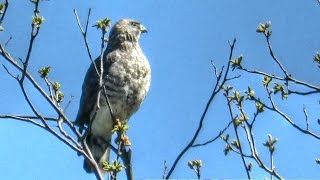 Broad Winged Hawk Takes Off [upl. by Eirelam82]