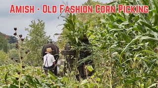 Amish  Old Fashion Corn Picking [upl. by Yelyr]