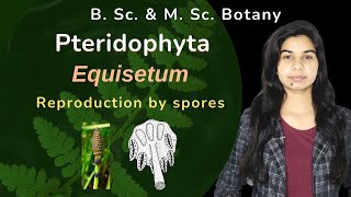 Pteridophyta  Equisetum  Reproduction by spores  Botany  B Sc amp M Sc [upl. by Ycnan]