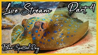 Confusing myself painting a Blue Spotted Ray Part 4 [upl. by Nosylla]