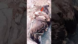 Reality Behind Dead Eagle With 20 Year Old GPS Tracker  FactChecked [upl. by Picker149]