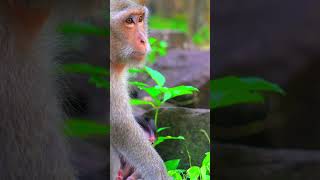 Top Wild Monkey Video 2024 Shorts monkeys animals [upl. by Geffner149]