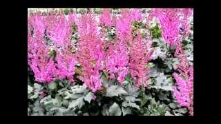 Best Perennials  Astilbe Visions False Spirea [upl. by Devon]