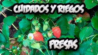 Cultivo De la Fresa  Cuidados Y Como Regar Las Fresas O Frutillas  La Huertina De Toni [upl. by Tiana]