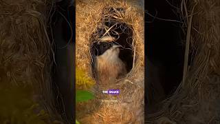 Penduline Bird Nest science sciencefacts facts shorts [upl. by Jeniffer696]