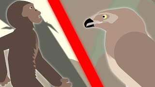 Australopithecus ape VS Haasts Eagle [upl. by Schnurr330]