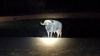 a PROPER Buffalo at the camp waterhole after dark [upl. by Acitel596]