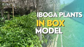 Our Iboga In Box Project  ANP Farms [upl. by Augustina]