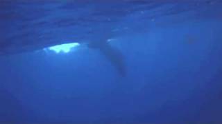 Sperm whale seen in Belize [upl. by Ynafets]