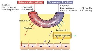 TISSUE FLUID amp OEDEMA [upl. by Andras]