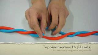 Mechanism of Action of Topoisomerase UCSD Chem 114c [upl. by Yrtnahc]