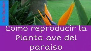 Como reproducir la planta ave del paraíso Strelitzia reginae [upl. by Abbotson414]