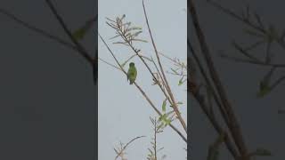 Coppersmith barbet तांबट पक्षी  6 [upl. by Hinkel]